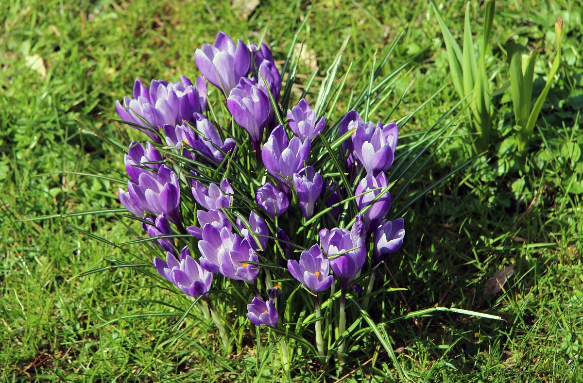 Viel Blühendes gab es heute zu sehen auf der Insel Siebenbergen in Kassel (5.4.2015).