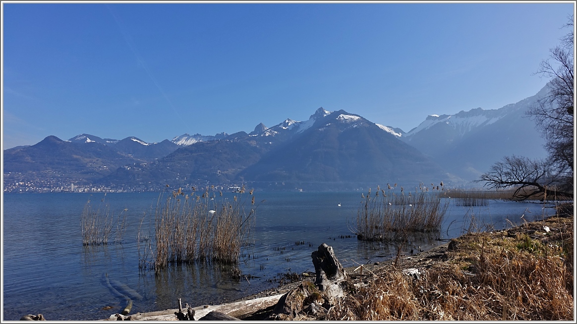 Vom Naturschutzgebiet La Grangettes sieht man im Frühjahr ungehindert über den Genfersee auf die Waadtländer Alpen und die Riviera.
(10.03.2015) 