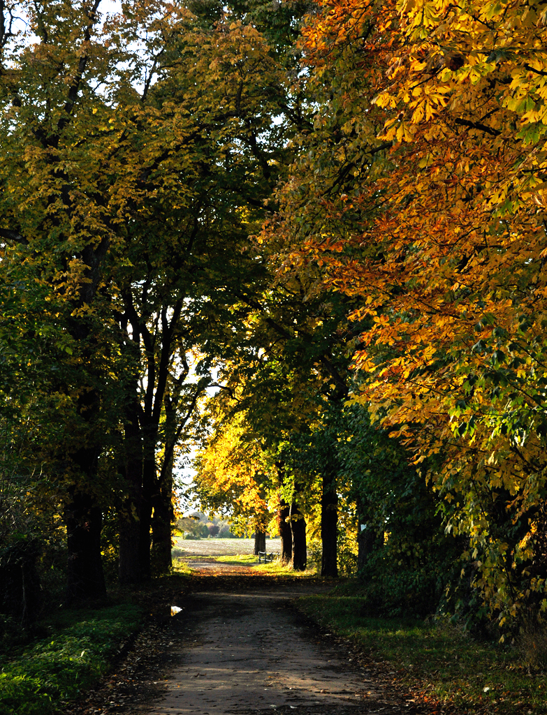 Waldweg im Herbst bei Euskirchen - 20.10.2013