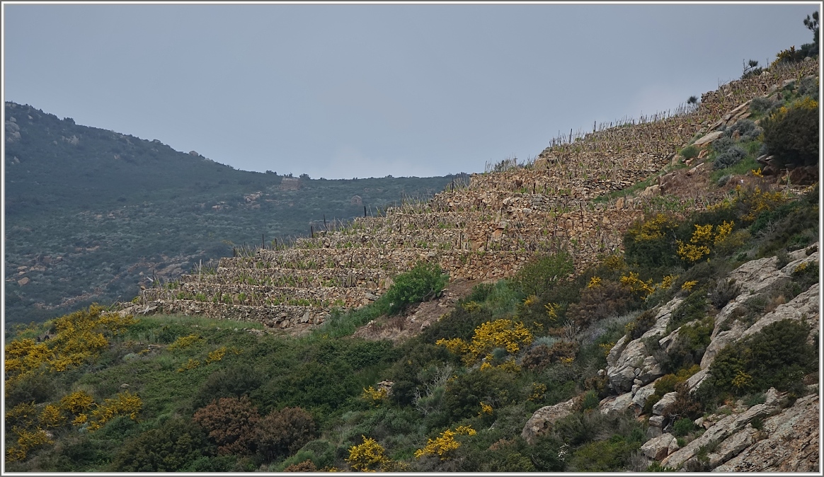 Weinanbau auf Giglio. Er wird aber nur für den Eigenbedarf angebaut.
(26.04.2015)