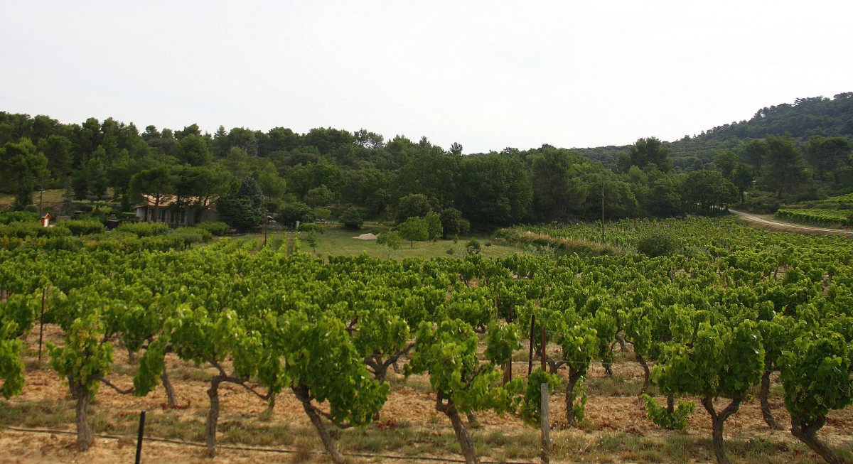 Weinberger in der Provence(F) bei Sonne und Wolken am Morgen vom 25.7.2014.