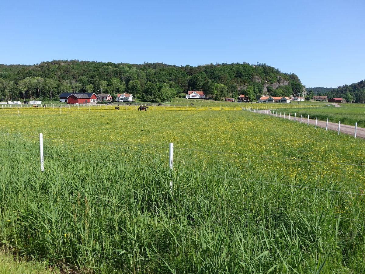 Wiesen bei Kungälv-Tofta, Västra Götalands län (30.05.2018)