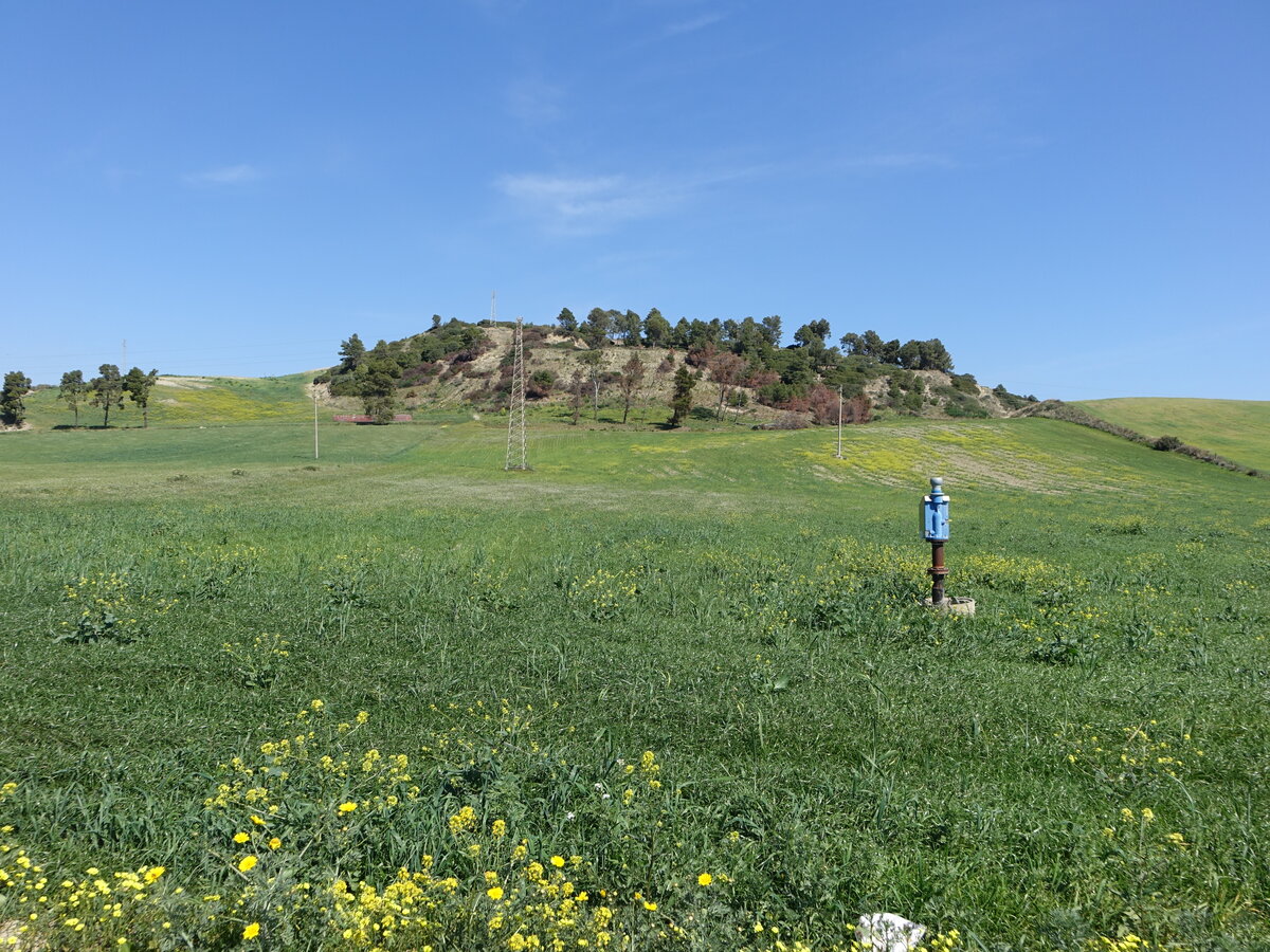 Wiesen und Hügel bei Botricello, Kalabrien (08.04.2024)