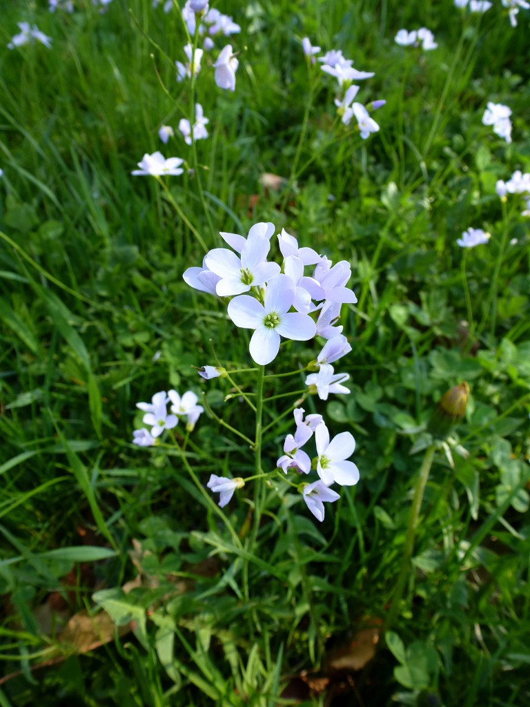 Wiesen-Schaumkraut, im Frhjahr hufig auf Feuchtwiesen, war Blume des Jahres 2006, April 2014