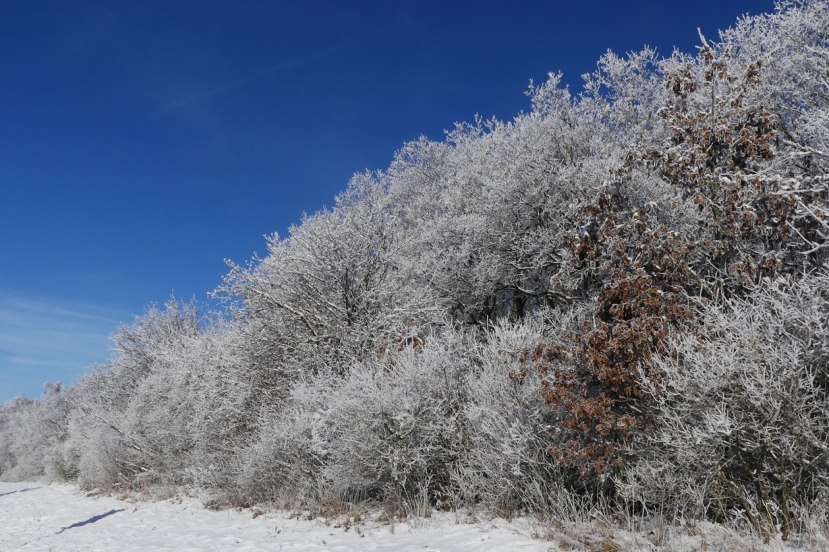 Winter Impressionen an der Strae Schummanseck nach Pommerloch, Raureif glnzt an den Hecken und Strucher entlang der Stra bei herrlichem Wanderwetter, Sonnenschein und blauem Himmel. 20.01.2024