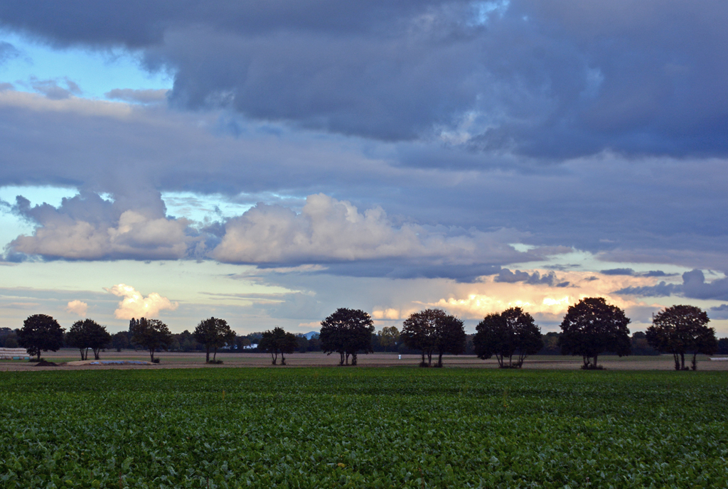 Wolken und Bäume im Abendlicht bei Euskirchen - 08.10.2016