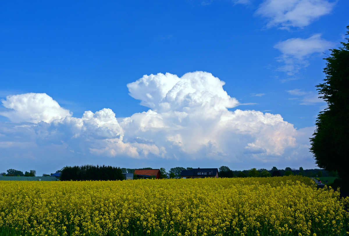 Wolkentürme über Rapsfeld bei Rheinbach - 24.04.2014