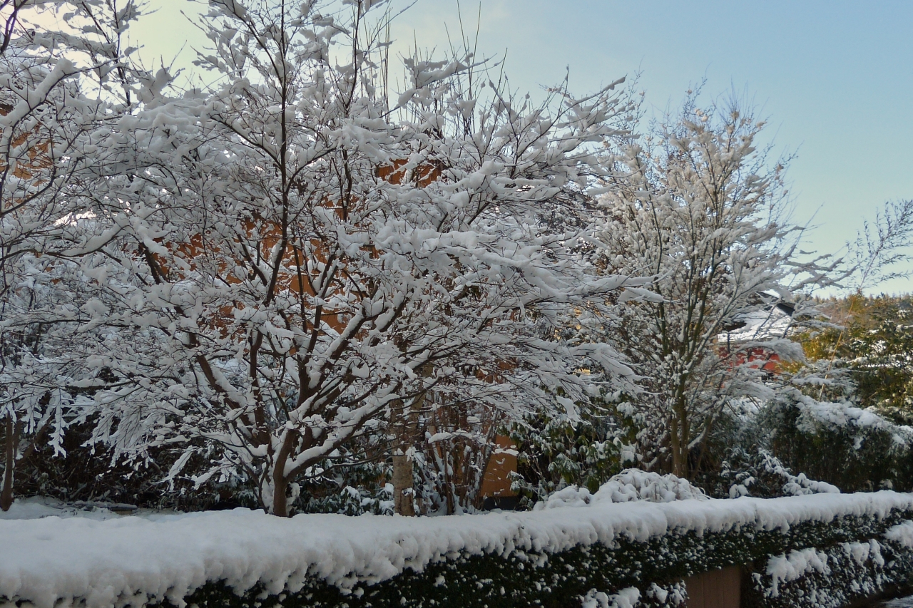 Winterimpressionen in Clerf, Wattebausch verzierte ste in einem Vorgarten. 21.01.2023
