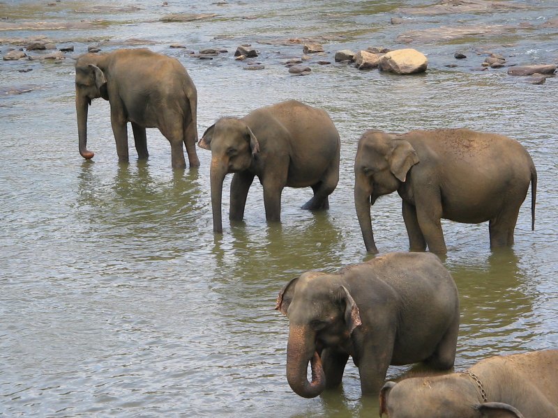 2006.05.07. Elefantenwaisenhaus Pinnawela