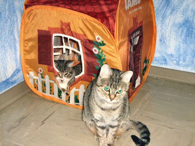Am Katzenhaus
2007
