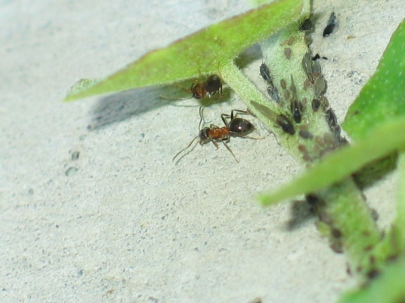 Ameisen bei den Blattlasenpflege.