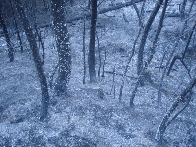 Asche ziert nun den Boden, nachdem eine Feuerbrunst darber gezogen ist.Bei Arbaz am 18.04.2007
