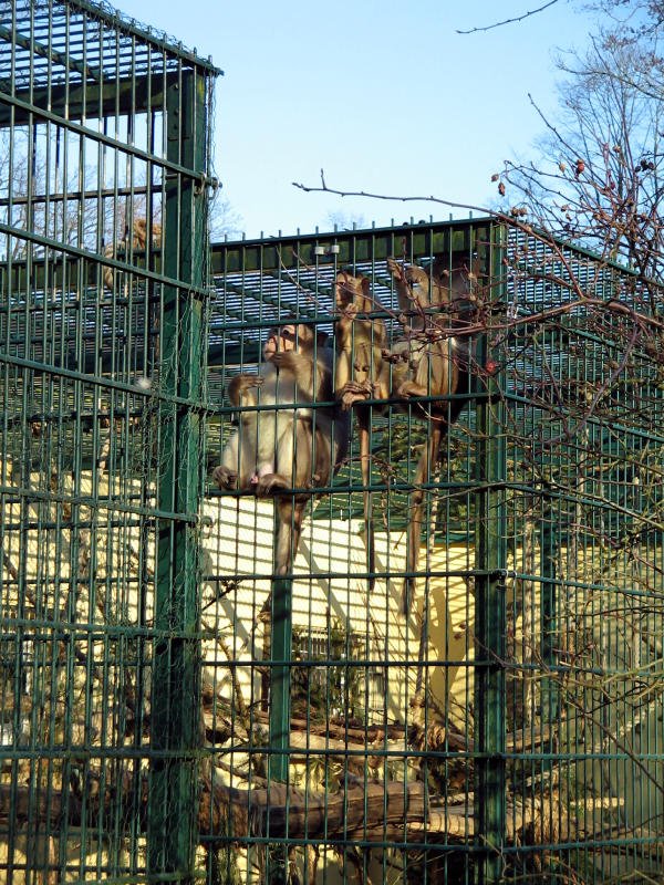 Aufregung im Affengehege des Eilenburger Tierparks, 24.02.08