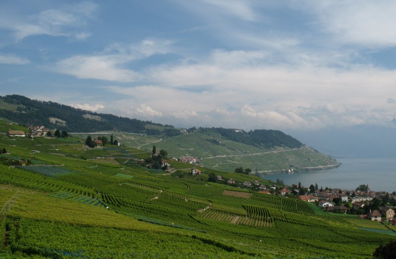 Aussicht ber die Weinberge des Lavaux.
(14.08.2007)