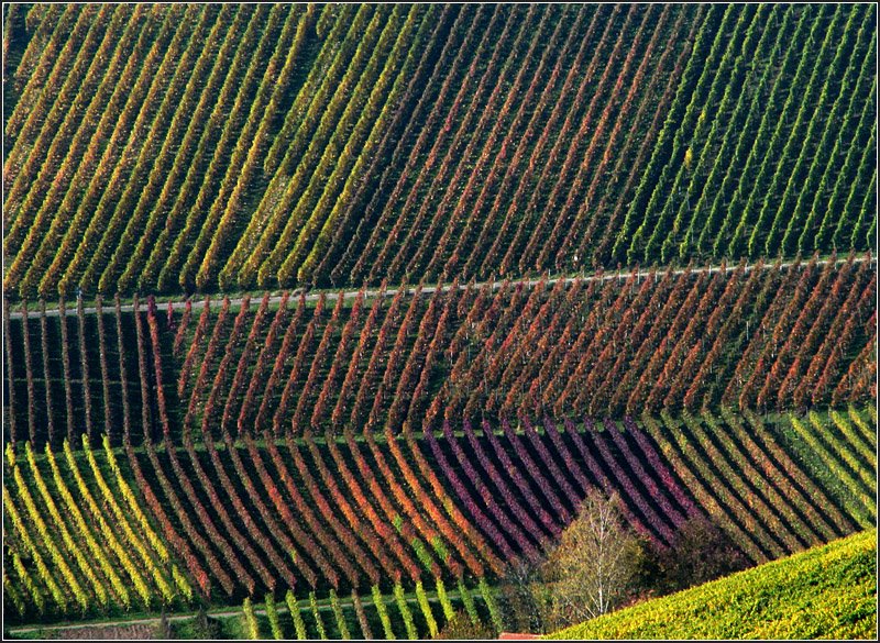 Bunte Linien -

Herbstlicher Weinberg bei Stuttgart-Uhlbach. 

26.10.2008 (J)