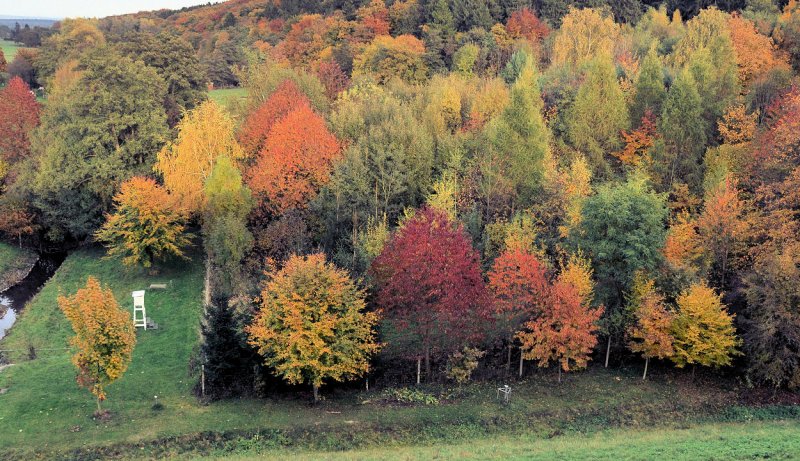 Bunter Herbstwald unterhalb der Steinbachtalsperre - 27.10.2009