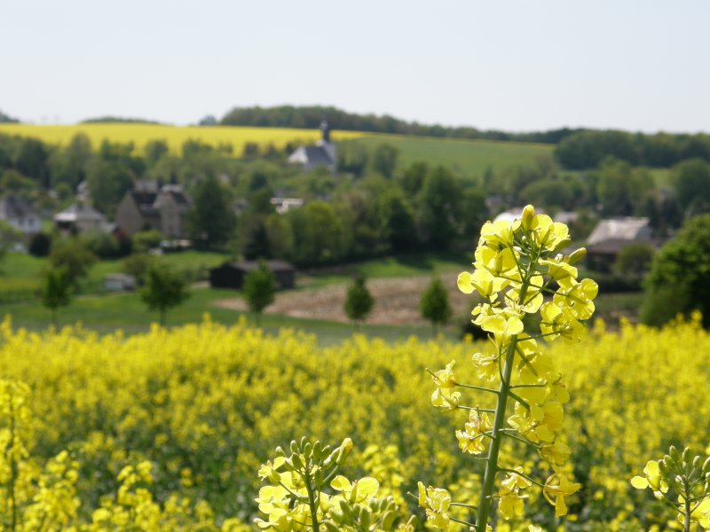 Rapsfeld bei Euba  