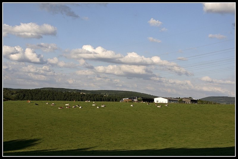 Das waldreiche Sauerland wird teilweise auch landwirtschaftlich genutzt. Im Bild grasen Milchkhe im Abendlicht des 19.06.2009.