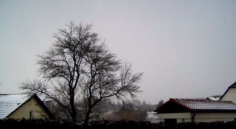 Der erste Schnee am 22.11.2008 in Pfarrkirchen. 
