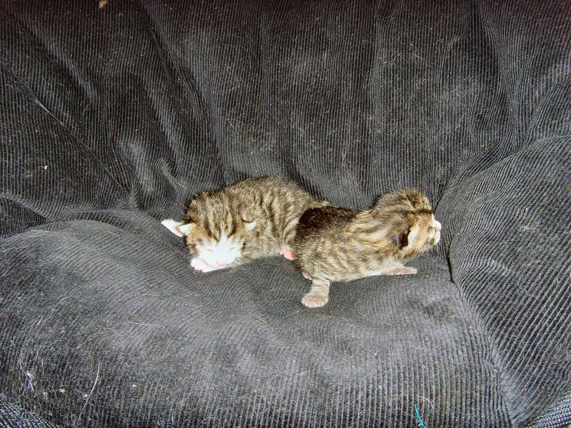 Die beiden Katzenbabys, zwei Tage alt
JULI 2008