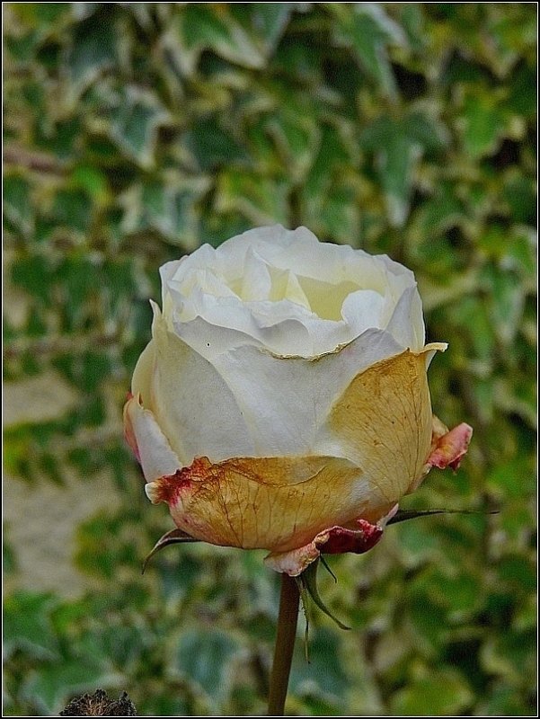 Die letzte Rose fr dieses Jahr in unserem Garten. 26.10.08 (Jeanny)