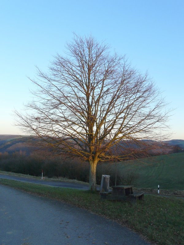 Die letzten Sonnenstrahlen eines kalten Wintertages tauchen diesen Baum in ein ganz besonderes Licht. Bild aufgenommen zwischen Alscheid und Merkholtz (Luxemburg) am 16.12.07. 