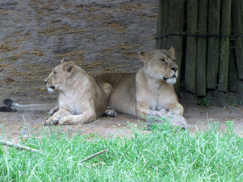diese beiden Lwinnen sieht man im Zoo von Stralsund