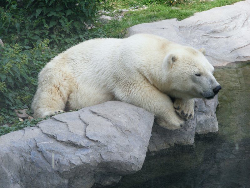 Ein gelangweilter Eisbr im Zoo in Gelsenkirchen am 21. August 2008.