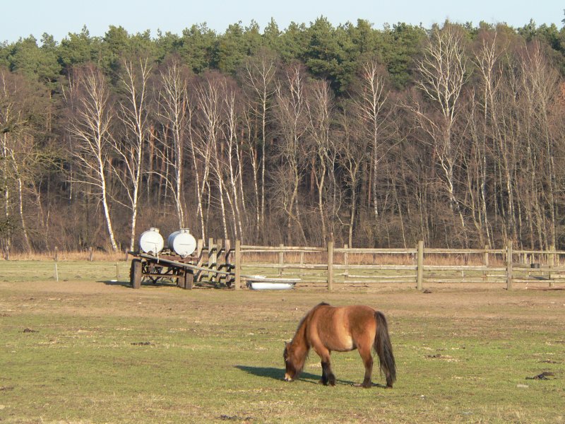Ein Hof mit Schafen, Ziegen und Pferden ldt am Rande Berlins Familien und Kinder zum Besuch ein. www.kinderbauernhof-erkner.de 18.2.2007