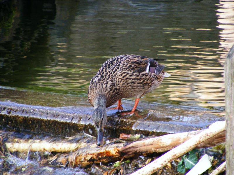 Eine Ente im Gelsenkirchener Zoo am 1. April 2009.