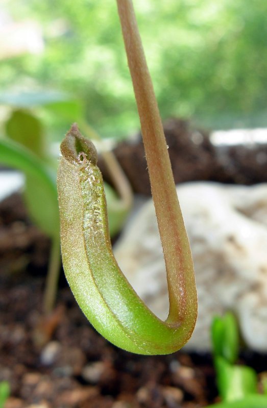 Eine Falle der Kannenpflanze (Nepenthes), die immer am Ende einer Blattranke wchst, befindet sich hier im Anfangsstadium