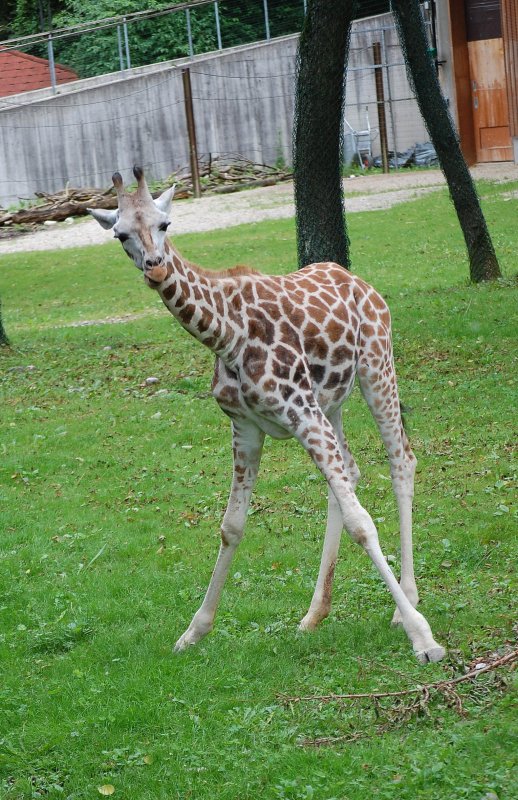 Eine junge Giraffe im Zoo Schmiding(Obersterreich)
am 12.07.2009