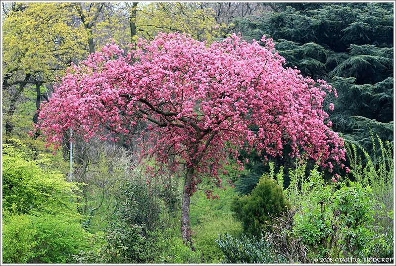 Frhlingsbote im Botanischen Garten von Duisburg.