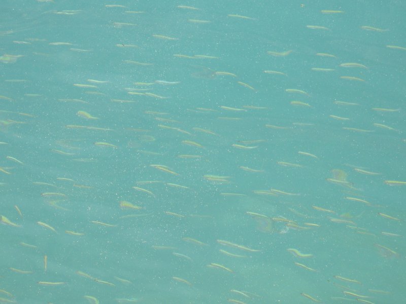 Fr Fischer noch nicht interessant, aber
fr tieffliegende Mcken gefhrlich:
Hunderte von erst etwa 4cm grossen Fischen
schwimmen knapp unter der Wasseroberflche
im Genfersee.