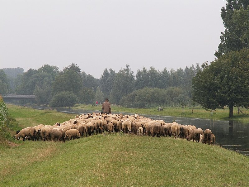 Geht es typischer? Niederrhein-Idyll. Ein Schfer fhrt seine Herde an der Niers entlang in Richtung Grefrath. Rechts ist die Hochwassser fhrende Niers, auf der linken Seite liegt der kleine Flugplatz  Niershorst . Das Foto stammt von einem grauen 10.08.2007 