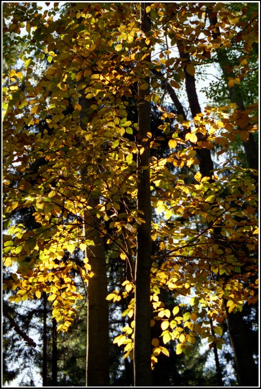Das letzte Licht des Tages bringt das Buchenlaub zum Leuchten