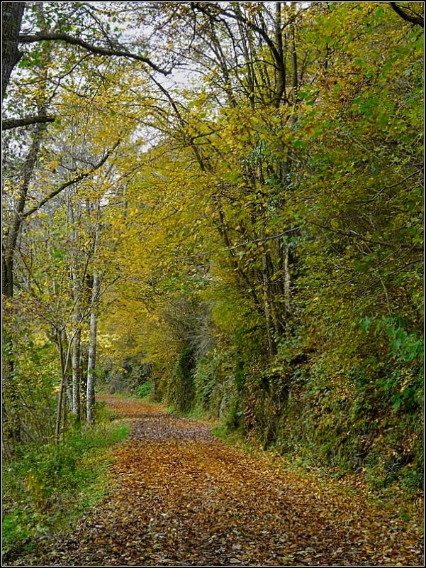 Herbstlicher Wanderweg in der Nhe von Kautenbach. 18.10.08 (Jeanny)