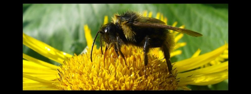 Hummeln - Immer im Einsatz...  Hummeln fliegen im Gegensatz zu Bienen auch bei schlechtem Wetter Blten an, um das berleben ihres Volkes zu sichern.  Quelle: Wikipedia