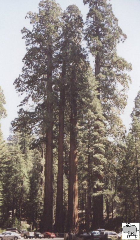In der Mitte von Kalifornien liegen die beiden mittlerweile zusammengeschlossenen Nationalparks Sequoia und Kings Canyon. Hier stehen einige der grten und auch ltesten Lebewesen unserer Erde.
Auf den Bild sieht man gut das Grenverhltnis zwischen normalen PKWs und den Mammutbumen (Sequoiadendron giganteum). Die Aufnahme entstand am 18. September 2002.