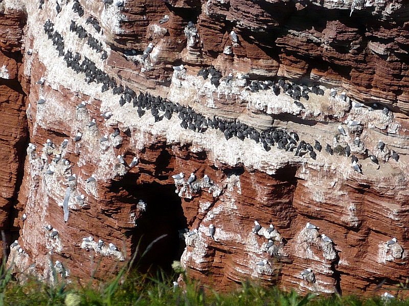 Die Lummenfelsen an der Nordwest-K�ste von Helgoland, aufgenommen am 16.05.2008