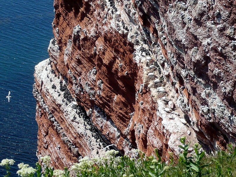Die Lummenfelsen an der Nordwest-K�ste von Helgoland, hier br�ten im