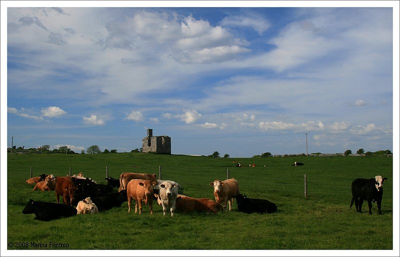 Jungstiere auf der Weide bei Finvarra, Irland County Clare.