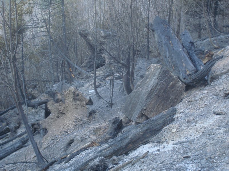 Kahler Boden und Verkohlte Baumstmme hinterliess ein Waldbrand bei Arbaz am 18.04.2007
