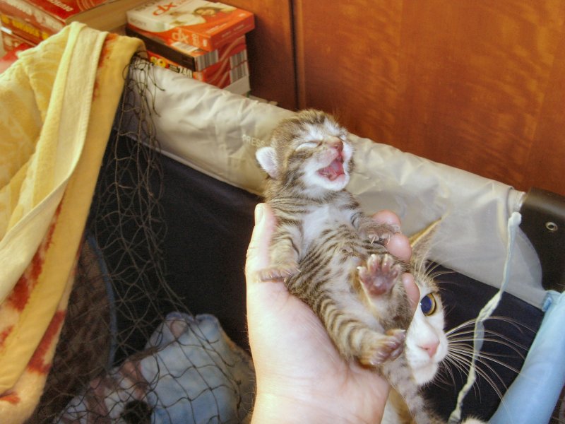 Katzenbaby, zwei Tage alt,
Juli 2008