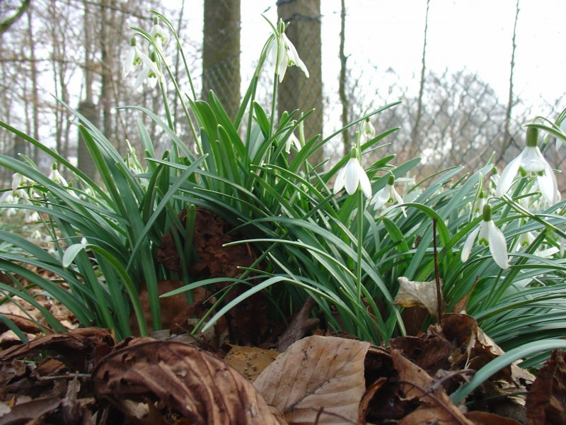 2008 Die ersten Fr�hlingsboten am Rhedaer Schlosspark 