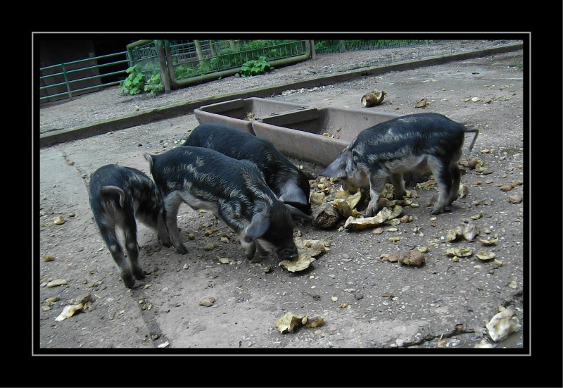 Neues aus dem Kaisergarten in Oberhausen - Die Wollschweine haben Nachwuchs. Es tummeln sich 6 Frischlinge im Gehege... und schon sieht's aus wie im Saustall. 