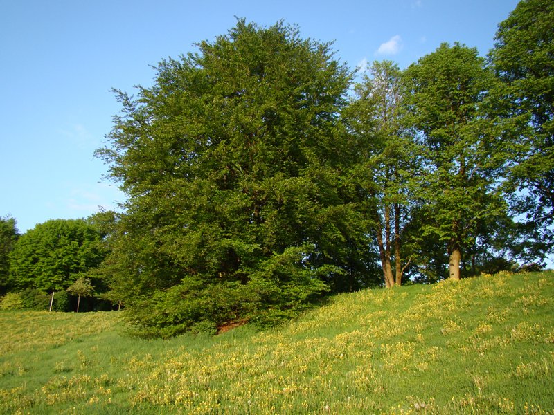 L�wenzahnwiese im Neuhofener Park  