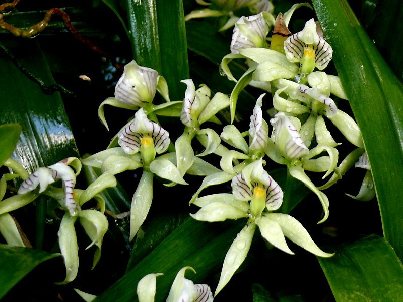 Orchidee am 14.06.2008 in Wilhelma/Stuttgart