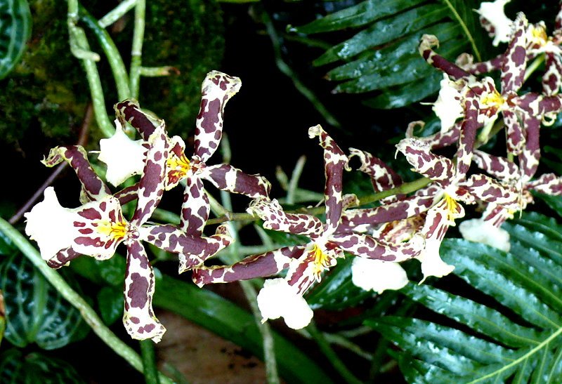 Orchidee am 15.07.2008 in Wilhelma/Stuttgart
