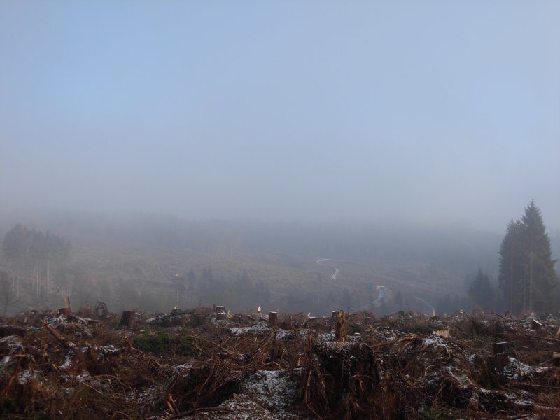 Kaum noch Wald zu sehen, Kyrill hat hier vor knapp